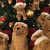 【海外の反応】クリスマス・デコレーションと一体化した犬