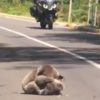 【海外の反応】ビッグサイズのコアラ2匹が、路上で大ゲンカ