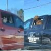 【海外の反応】ピックアップトラックの犬たち「日米にらめっこ対決」