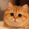 【海外の反応】ディズニー風の目をした猫