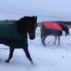 【海外の反応】ロバは見ていた…「雪のなかで大はしゃぎする馬たち」