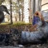 【海外の反応】猫の親子と暮らす子ガモ