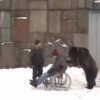【海外の反応】重傷を負って入院していた調教師、クマに付き添われて退院する