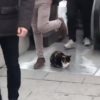 【海外の反応】通勤ラッシュの地下鉄出入口で暖を取る？！「ゆずらない野良猫」