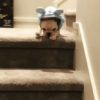 【海外の反応】「ちょっと恥ずかしいスタイル」で階段をおりたブルドッグの子犬