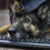 【海外の反応】可愛いと評判のスウェーデン警察公式ウェブサイト「４０４エラーページ」