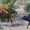 【海外の反応】ライオンの群れから小ゾウを救った水牛たち