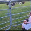 【海外の反応】アイルランドの少女が奏でるアコーディオンの音色に魅了された牛たち