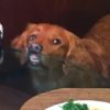 【海外の反応】「笑ってはいけない」飼い主さんの食事を表情だけで妨害する犬