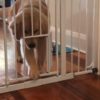 【海外の反応】「目指せ、脱獄王！」猫が見守る前で、ペット用ゲート攻略に挑む子犬