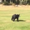 【海外の反応】ゴルフ場に現れた独りぼっちの子熊、ゴルファーに近づき予想外の行動に出る