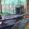 【海外の反応】「ふてぶてしい態度で大人気！」バリ動物園のオランウータン