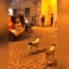 【海外の反応】イタリアの広場で暮らす、ちょっと迷惑なワンコたち