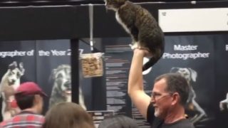 【海外の反応】オーストラリアの「手乗り猫」がただ者ではなかった件