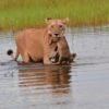 【海外の反応】世界最大のデルタ地帯で川を渡るライオンの家族「母ライオンが下した決断とは？」