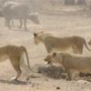 【海外の反応】「暴れん坊ライオン三兄弟が率いる”ムンブワ一家”」VS「５００頭の水牛軍団」