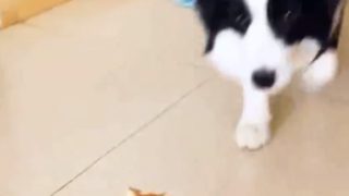 【海外の反応】激臭フルーツ・ドリアンに対する犬と猫の反応