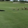 【海外の反応】ガチョウの群れを引き連れてゴルフコースをラウンドするワニ