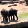 【海外の反応】ゾウの兄弟「ママには言えない危険な遊び」