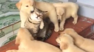 【海外の反応】「もう、うんざりニャオよ！」かわいい子犬集団にもみくちゃにされる猫