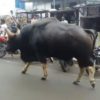 【海外の反応】現存する地上最大の牛の品種、インドのガウルのデカさがわかる動画