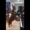【海外の反応】「エルトン・ジョンみたいな犬？！」楽器店で弾き語るワンコ