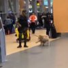 【海外の反応】空港で警備活動中に、パートナーに気まずい思いをさせてしまう警察犬