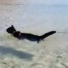 【海外の反応】犬かき上手な”ビーチ・キャット”「なぜ、猫は水が嫌いなのか？」