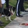 【海外の反応】「可愛いだけでは務まらない」本場大学アメフトチームのマスコット犬