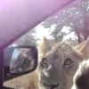 【海外の反応】サファリツアーに途中参加を試みる野生のライオン