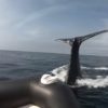 【海外の反応】ザトウクジラ、尾びれでゴムボートをひっぱたく