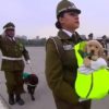 【海外の反応】「世界で最も可愛らしい軍事パレード」チリ警察軍・警察犬部隊にもうメロメロ…