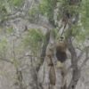【海外の反応】獲物をヒョウから横取りしようと木登りするライオン