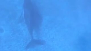 【海外の反応】巨体からは想像できないスピードで海面に急浮上するクジラ