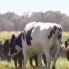 【海外の反応】「進撃の巨牛」世界一背が高いホルスタイン！