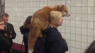 【海外の反応】毛皮は「生きてる方が暖かい…」とあるロシア人女性の通勤風景