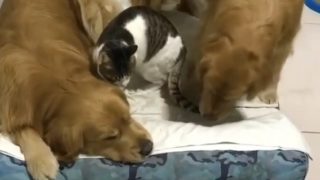 【海外の反応】親友の猫のためにベッドに変身する二匹のワンコ
