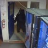 【海外の反応】アメリカクロクマ、警察署に押し入る