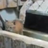 【海外の反応】動物園の檻から脱走したやんちゃな子猫に悪戦苦闘するオオヤマネコの母猫