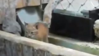 【海外の反応】動物園の檻から脱走したやんちゃな子猫に悪戦苦闘するオオヤマネコの母猫