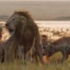 【海外の反応】仲間を救うために20匹のハイエナに闘いを挑むライオン
