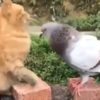 【海外の反応】ハトと子猫の奇妙な友達関係