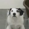 【海外の反応】保護犬ハーヴィーの面白コマーシャル