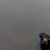 【海外の反応】湖のほとりで突然姿を消した愛犬！パニックの果てに飼い主さんが見たものは…