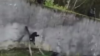 【海外の反応】自作したハシゴを使って動物園から逃走を試みるチンパンジー
