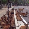 【海外の反応】路上に横たわる奈良の鹿に対する海外の反応