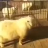 【海外の反応】人間相手にジャッキー・チェン風アクロバット・キックをお見舞いする羊