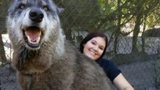 【海外の反応】捨てられたオオカミ犬“ユキ”