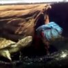 【海外の反応】「闘う熱帯魚」ベタVSカメ