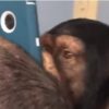 【海外の反応】チンパンジーはスマホをどこまで使いこなせるのか？